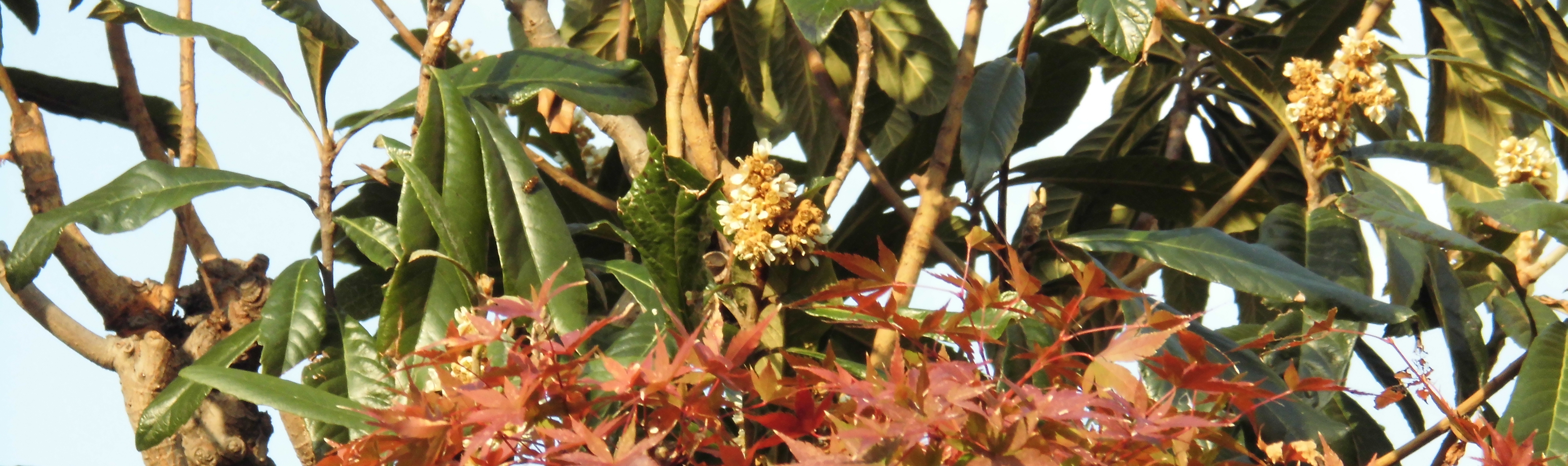 11月…紅葉とビワ［琵琶］の花